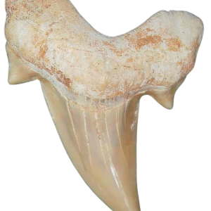 Morocco Eocene A Grade Otodus obliquus Shark tooth 2 inch class 4 | Fossils for Sale Genuine Eocene Age A Grade Otodus obliquu Shark Tooth for Sale from Morocco #4