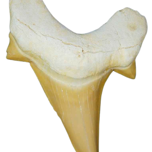 Morocco Eocene A Grade Otodus obliquus Shark tooth 2 inch class 5 | Fossils for Sale Genuine Eocene Age A Grade Otodus obliquu Shark Tooth for Sale from Morocco #5