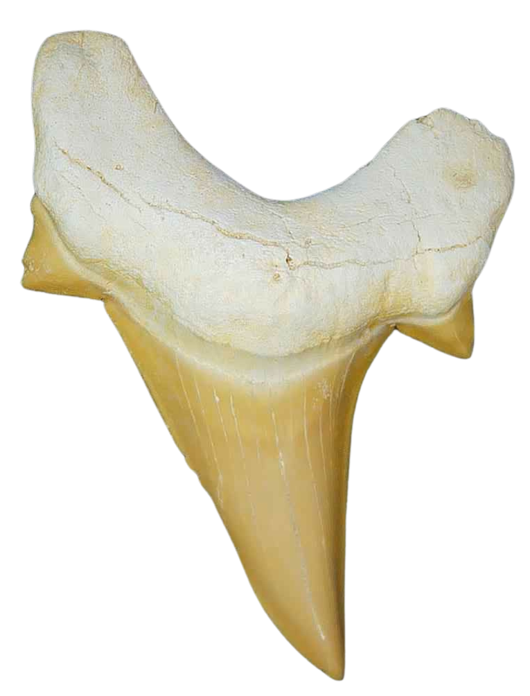 Morocco Eocene A Grade Otodus obliquus Shark tooth 2 inch class 5 | Fossils for Sale Genuine Eocene Age A Grade Otodus obliquu Shark Tooth for Sale from Morocco #5