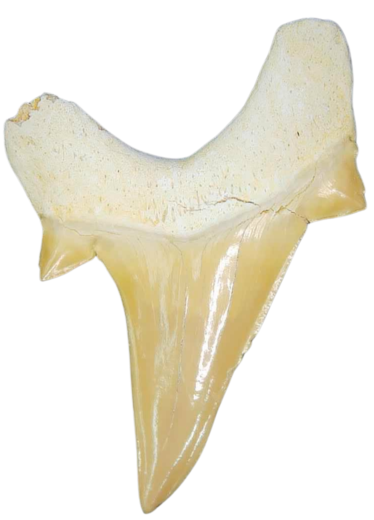 Morocco Eocene A Grade Otodus obliquus Shark tooth 2 inch class 5a | Fossils for Sale Genuine Eocene Age A Grade Otodus obliquu Shark Tooth for Sale from Morocco #5a