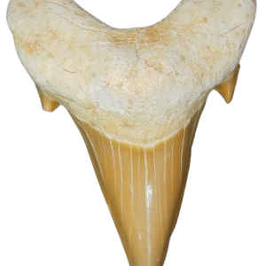 Morocco Eocene A Grade Otodus obliquus Shark tooth 2 inch class 6 | Fossils for Sale Genuine Eocene Age A Grade Otodus obliquu Shark Tooth for Sale from Morocco #6
