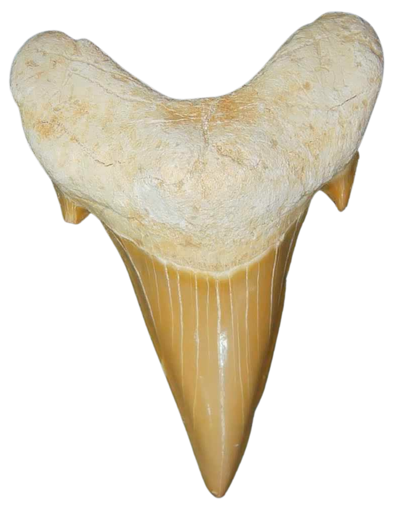 Morocco Eocene A Grade Otodus obliquus Shark tooth 2 inch class 6 | Fossils for Sale Genuine Eocene Age A Grade Otodus obliquu Shark Tooth for Sale from Morocco #6