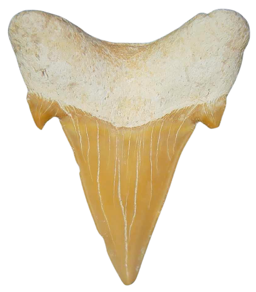 Morocco Eocene A Grade Otodus obliquus Shark tooth 2 inch class 6a | Fossils for Sale Genuine Eocene Age A Grade Otodus obliquu Shark Tooth for Sale from Morocco #6a