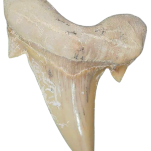 Morocco Eocene A Grade Otodus obliquus Shark tooth 2 inch class 7 | Fossils for Sale Genuine Eocene Age A Grade Otodus obliquu Shark Tooth for Sale from Morocco #7
