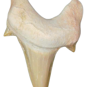 Morocco Eocene A Grade Otodus obliquus Shark tooth 2 inch class 8 | Fossils for Sale Genuine Eocene Age A Grade Otodus obliquu Shark Tooth for Sale from Morocco #8