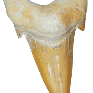 Morocco Eocene A Grade Otodus obliquus Shark tooth 225 inch class 1 | Fossils for Sale Genuine Eocene Age A Grade Otodus obliquu Shark Tooth for Sale from Morocco #1