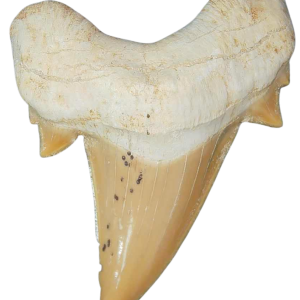 Morocco Eocene A Grade Otodus obliquus Shark tooth 225 inch class 10 | Fossils for Sale Genuine Eocene Age A Grade Otodus obliquu Shark Tooth for Sale from Morocco #10