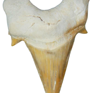 Morocco Eocene A Grade Otodus obliquus Shark tooth 225 inch class 11 | Fossils for Sale Genuine Eocene Age A Grade Otodus obliquu Shark Tooth for Sale from Morocco #11
