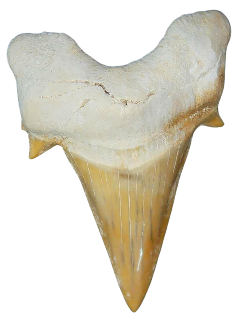 Morocco Eocene A Grade Otodus obliquus Shark tooth 225 inch class 11 | Fossils for Sale Genuine Eocene Age A Grade Otodus obliquu Shark Tooth for Sale from Morocco #11
