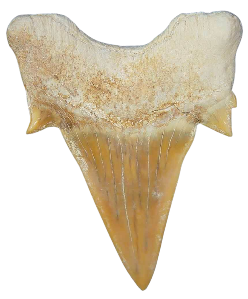 Morocco Eocene A Grade Otodus obliquus Shark tooth 225 inch class 11a | Fossils for Sale Genuine Eocene Age A Grade Otodus obliquu Shark Tooth for Sale from Morocco #11a