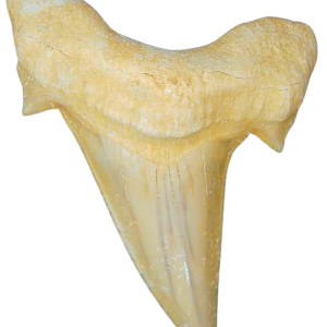 Morocco Eocene A Grade Otodus obliquus Shark tooth 225 inch class 12 | Fossils for Sale Genuine Eocene Age A Grade Otodus obliquu Shark Tooth for Sale from Morocco #12