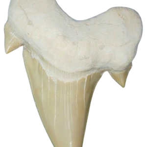 Morocco Eocene A Grade Otodus obliquus Shark tooth 225 inch class 13 | Fossils for Sale Genuine Eocene Age A Grade Otodus obliquu Shark Tooth for Sale from Morocco #13