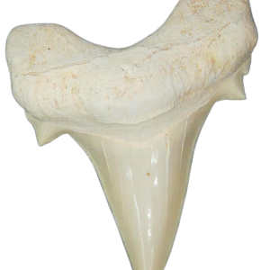 Morocco Eocene A Grade Otodus obliquus Shark tooth 225 inch class 14 | Fossils for Sale Genuine Eocene Age A Grade Otodus obliquu Shark Tooth for Sale from Morocco #14