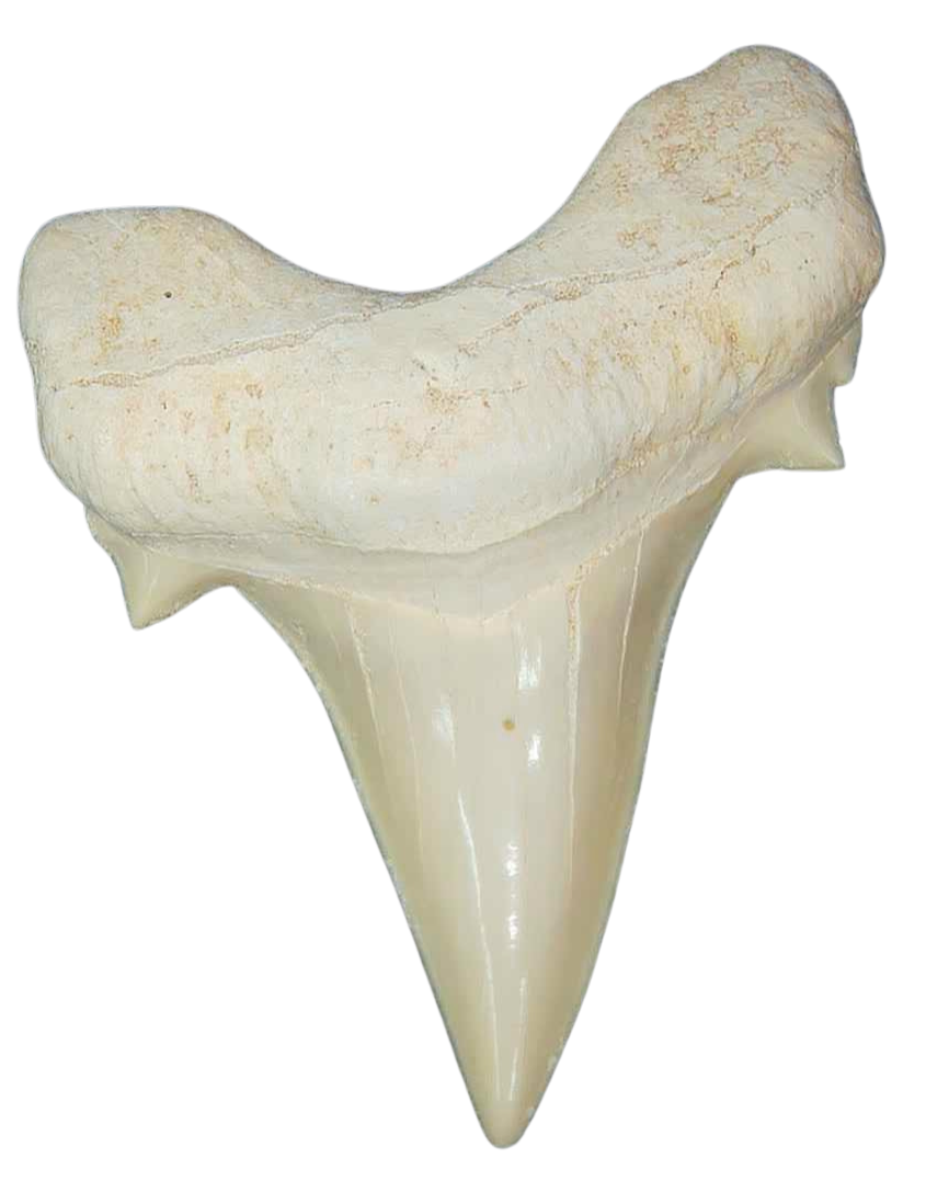 Morocco Eocene A Grade Otodus obliquus Shark tooth 225 inch class 14 | Fossils for Sale Genuine Eocene Age A Grade Otodus obliquu Shark Tooth for Sale from Morocco #14