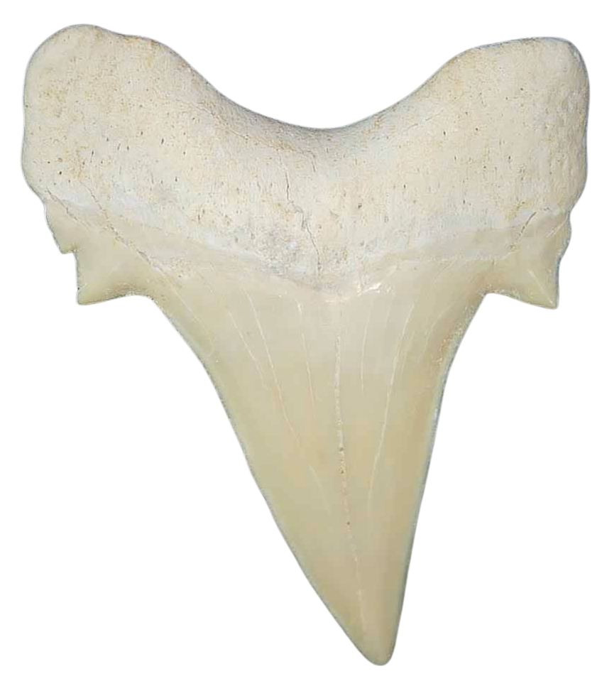 Morocco Eocene A Grade Otodus obliquus Shark tooth 225 inch class 14a | Fossils for Sale Genuine Eocene Age A Grade Otodus obliquu Shark Tooth for Sale from Morocco #14a