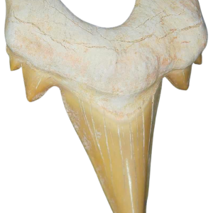 Morocco Eocene A Grade Otodus obliquus Shark tooth 225 inch class 2 | Fossils for Sale Genuine Eocene Age A Grade Otodus obliquu Shark Tooth for Sale from Morocco #2