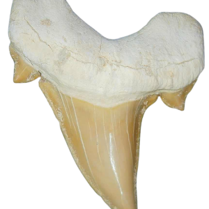 Morocco Eocene A Grade Otodus obliquus Shark tooth 225 inch class 3 | Fossils for Sale Genuine Eocene Age A Grade Otodus obliquu Shark Tooth for Sale from Morocco #3
