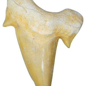 Morocco Eocene A Grade Otodus obliquus Shark tooth 225 inch class 4 | Fossils for Sale Genuine Eocene Age A Grade Otodus obliquu Shark Tooth for Sale from Morocco #4