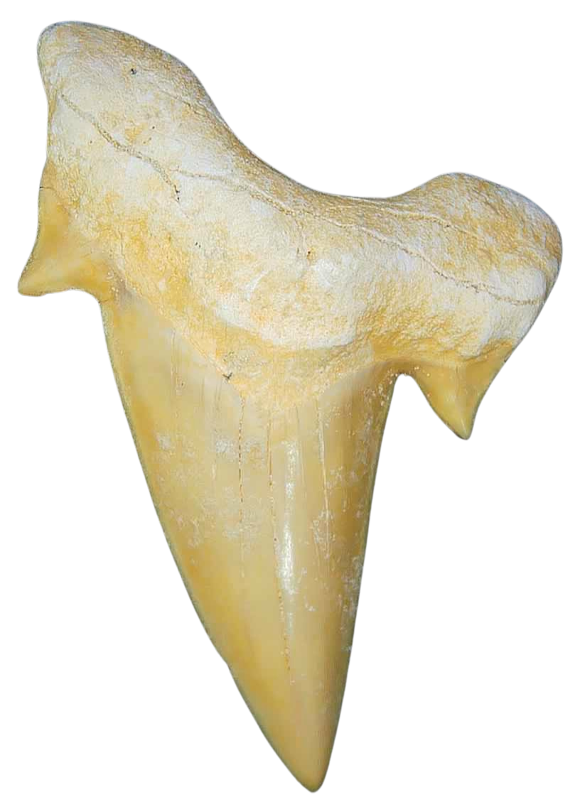 Morocco Eocene A Grade Otodus obliquus Shark tooth 225 inch class 4 | Fossils for Sale Genuine Eocene Age A Grade Otodus obliquu Shark Tooth for Sale from Morocco #4