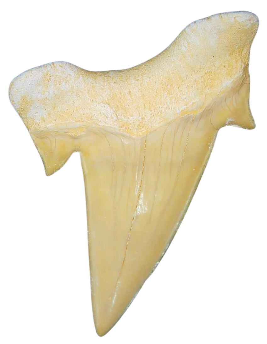 Morocco Eocene A Grade Otodus obliquus Shark tooth 225 inch class 4a | Fossils for Sale Genuine Eocene Age A Grade Otodus obliquu Shark Tooth for Sale from Morocco #4a
