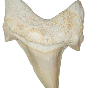 Morocco Eocene A Grade Otodus obliquus Shark tooth 225 inch class 5 | Fossils for Sale Genuine Eocene Age A Grade Otodus obliquu Shark Tooth for Sale from Morocco #5