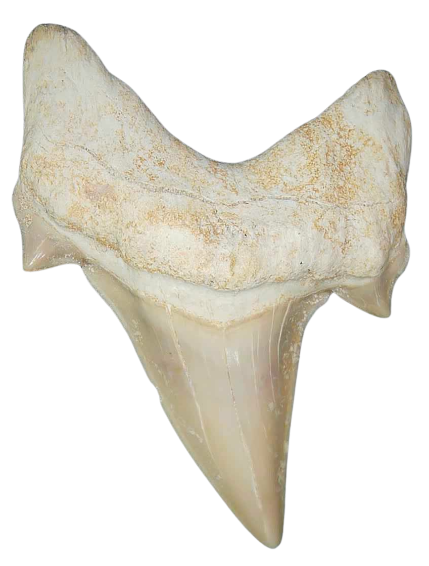 Morocco Eocene A Grade Otodus obliquus Shark tooth 225 inch class 5 | Fossils for Sale Genuine Eocene Age A Grade Otodus obliquu Shark Tooth for Sale from Morocco #5