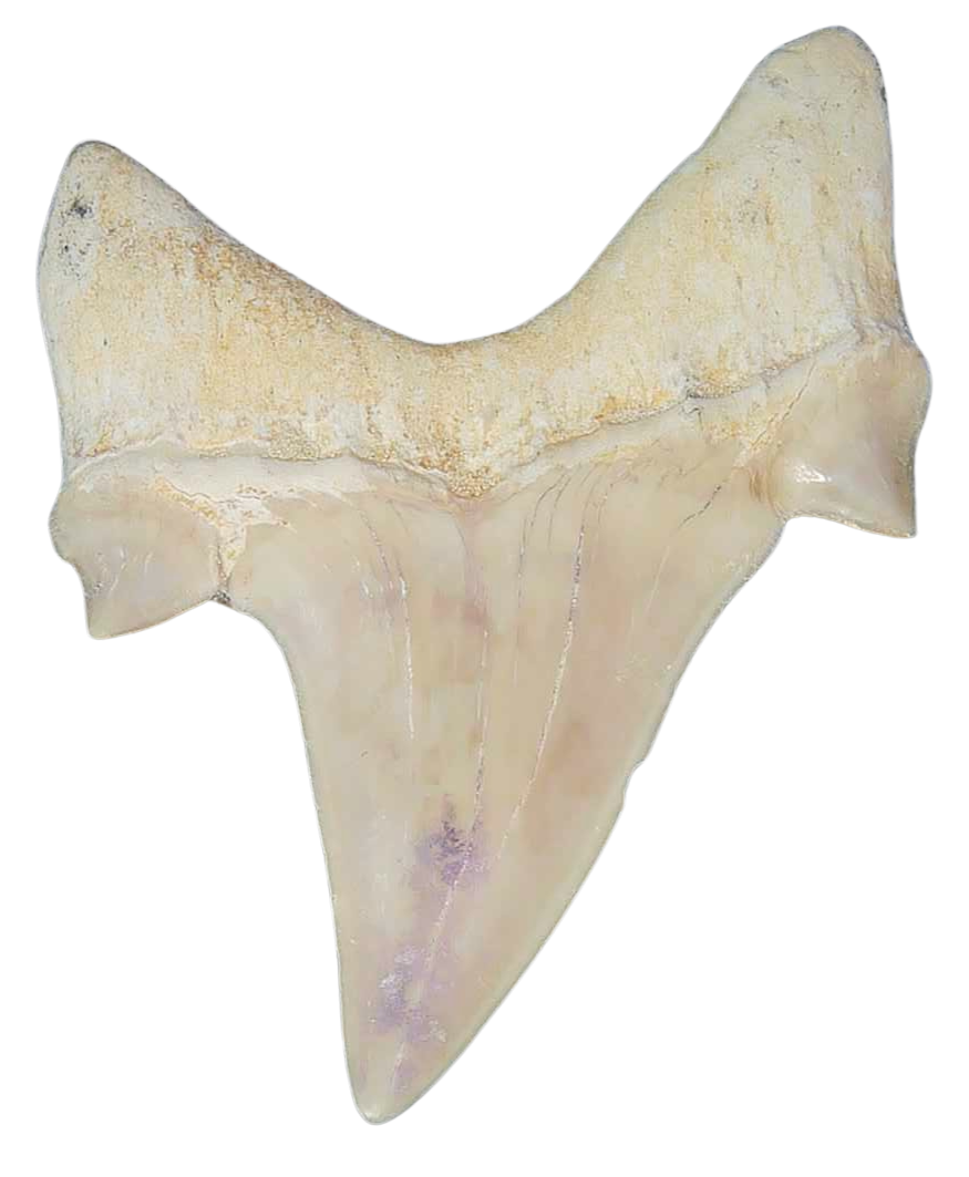 Morocco Eocene A Grade Otodus obliquus Shark tooth 225 inch class 5a | Fossils for Sale Genuine Eocene Age A Grade Otodus obliquu Shark Tooth for Sale from Morocco #5a
