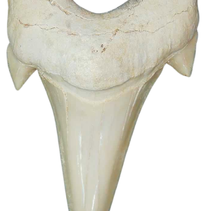 Morocco Eocene A Grade Otodus obliquus Shark tooth 225 inch class 6 | Fossils for Sale Genuine Eocene Age A Grade Otodus obliquu Shark Tooth for Sale from Morocco #6