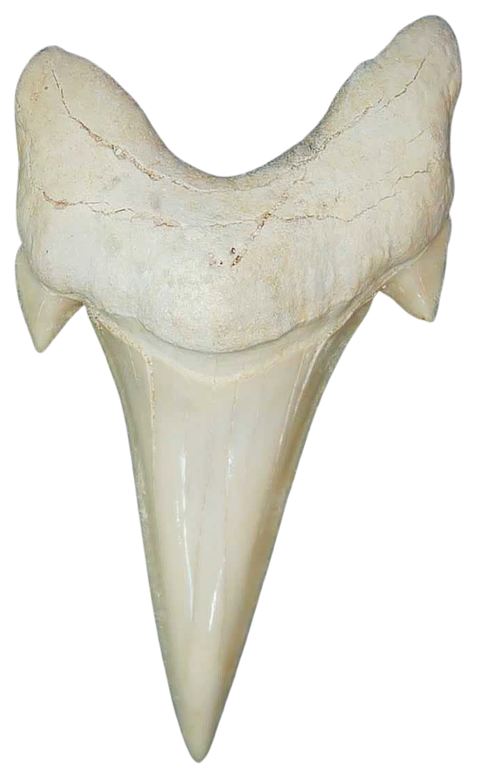 Morocco Eocene A Grade Otodus obliquus Shark tooth 225 inch class 6 | Fossils for Sale Genuine Eocene Age A Grade Otodus obliquu Shark Tooth for Sale from Morocco #6