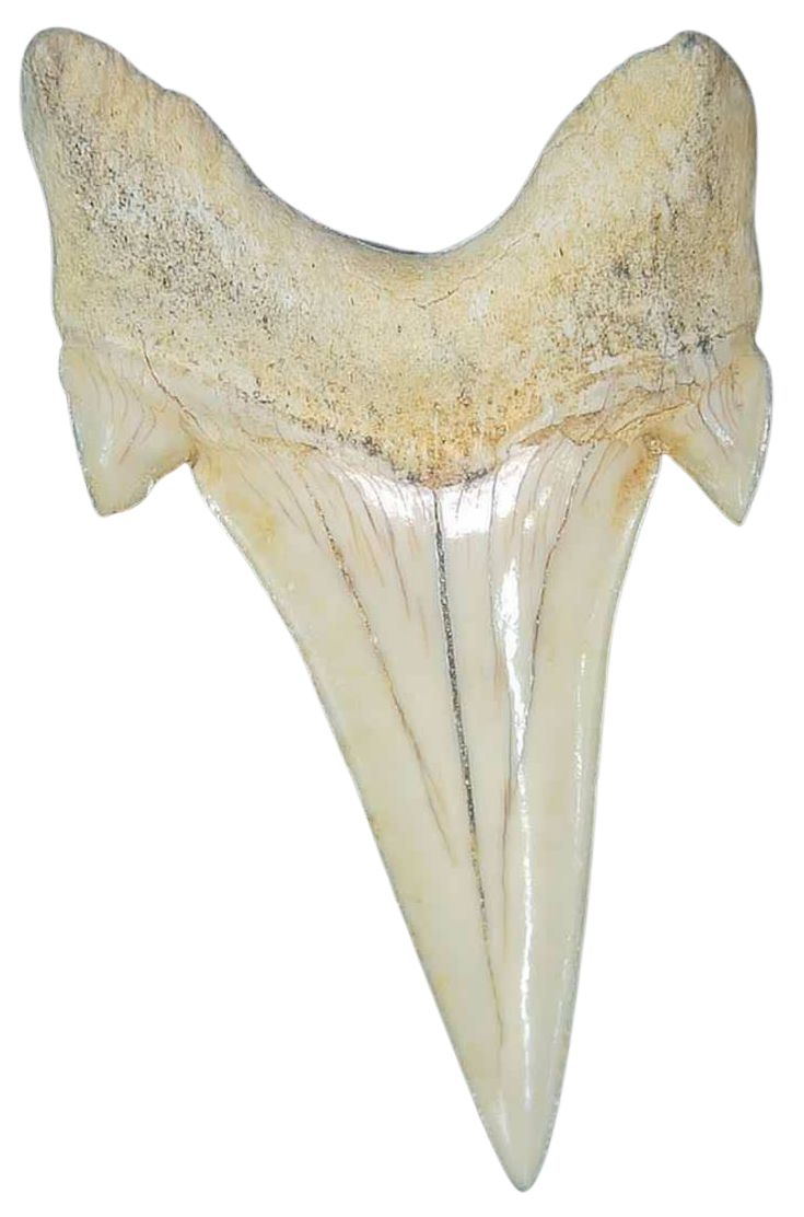Morocco Eocene A Grade Otodus obliquus Shark tooth 225 inch class 6a | Fossils for Sale Genuine Eocene Age A Grade Otodus obliquu Shark Tooth for Sale from Morocco #6a
