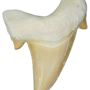 Morocco Eocene A Grade Otodus obliquus Shark tooth 225 inch class 7 | Fossils for Sale Genuine Eocene Age A Grade Otodus obliquu Shark Tooth for Sale from Morocco #7