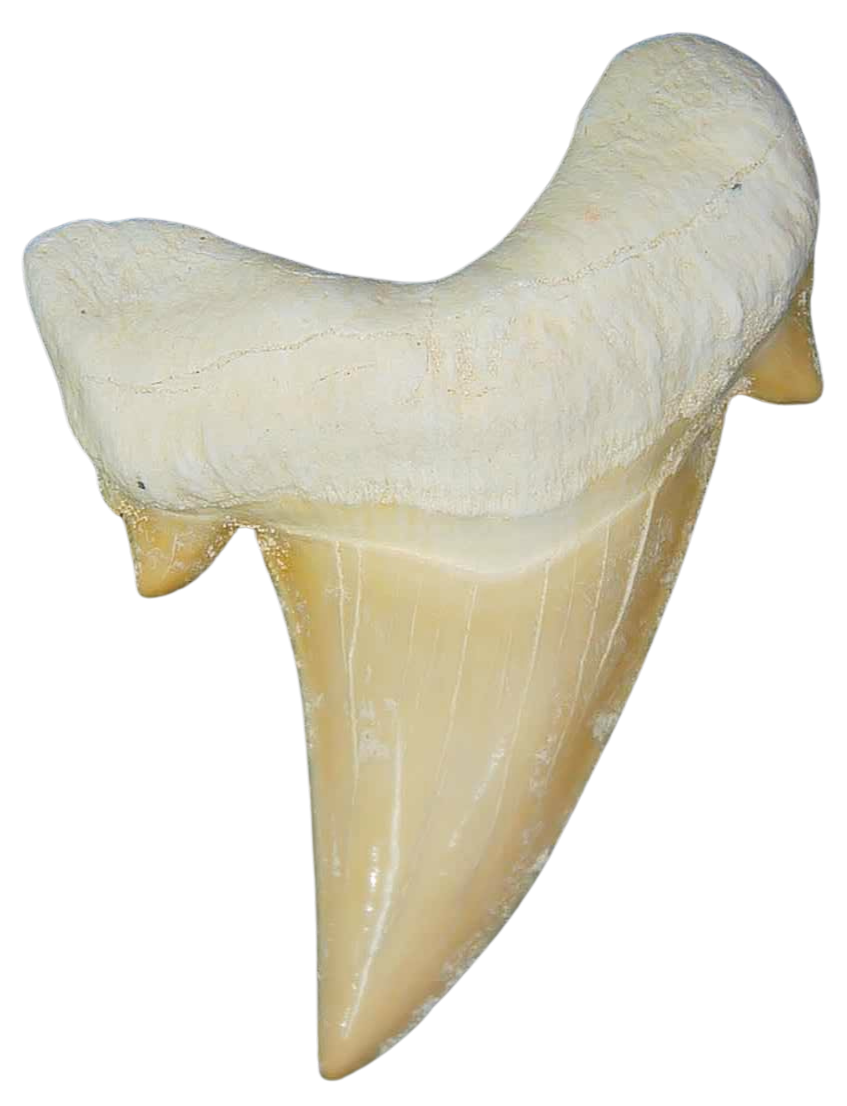 Morocco Eocene A Grade Otodus obliquus Shark tooth 225 inch class 7 | Fossils for Sale Genuine Eocene Age A Grade Otodus obliquu Shark Tooth for Sale from Morocco #7