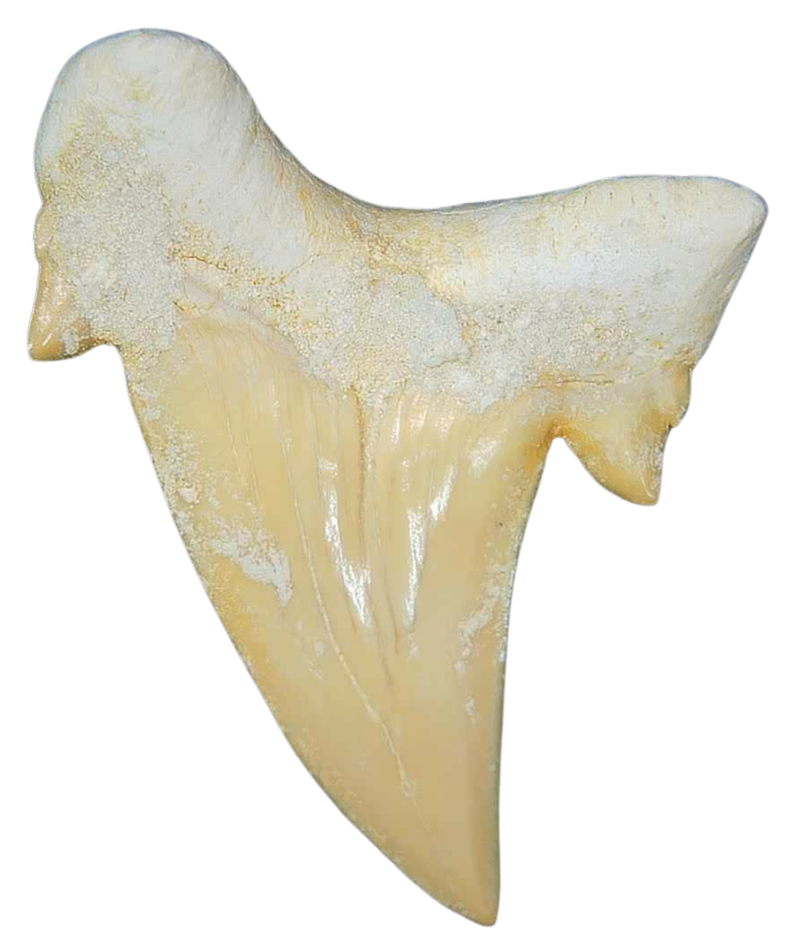Morocco Eocene A Grade Otodus obliquus Shark tooth 225 inch class 7a | Fossils for Sale Genuine Eocene Age A Grade Otodus obliquu Shark Tooth for Sale from Morocco #7a
