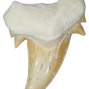 Morocco Eocene A Grade Otodus obliquus Shark tooth 225 inch class 8 | Fossils for Sale Genuine Eocene Age A Grade Otodus obliquu Shark Tooth for Sale from Morocco #8