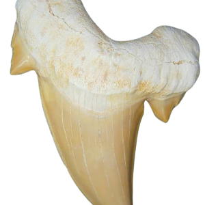 Morocco Eocene A Grade Otodus obliquus Shark tooth 225 inch class 9 | Fossils for Sale Genuine Eocene Age A Grade Otodus obliquu Shark Tooth for Sale from Morocco #9