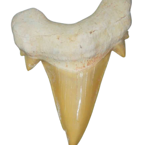 Genuine Eocene Age A Grade Otodus obliquu Shark Tooth for Sale from Morocco #1