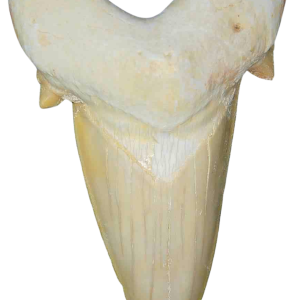 Genuine Eocene Age A Grade Otodus obliquu Shark Tooth for Sale from Morocco #10