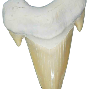 Genuine Eocene Age A Grade Otodus obliquu Shark Tooth for Sale from Morocco #11