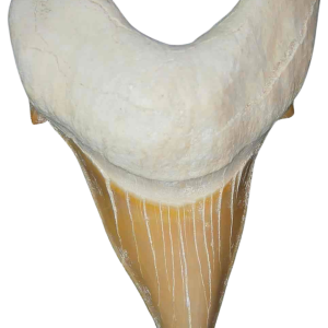 Genuine Eocene Age A Grade Otodus obliquu Shark Tooth for Sale from Morocco #12