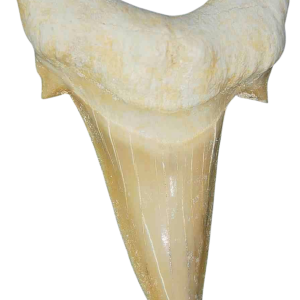 Genuine Eocene Age A Grade Otodus obliquu Shark Tooth for Sale from Morocco #13