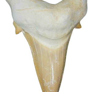Genuine Eocene Age A Grade Otodus obliquu Shark Tooth for Sale from Morocco #14