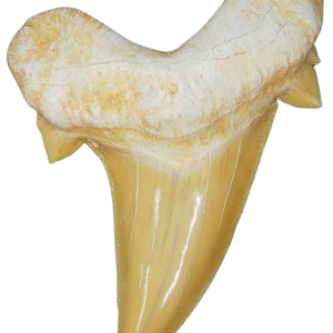 Genuine Eocene Age A Grade Otodus obliquu Shark Tooth for Sale from Morocco #15