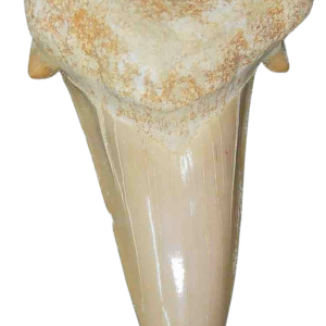 Genuine Eocene Age A Grade Otodus obliquu Shark Tooth for Sale from Morocco #16