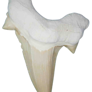 Genuine Eocene Age A Grade Otodus obliquu Shark Tooth for Sale from Morocco #17