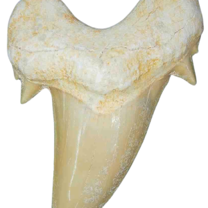 Genuine Eocene Age A Grade Otodus obliquu Shark Tooth for Sale from Morocco #18