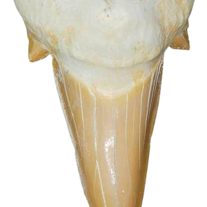 Genuine Eocene Age A Grade Otodus obliquu Shark Tooth for Sale from Morocco #19