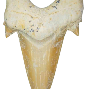 Genuine Eocene Age A Grade Otodus obliquu Shark Tooth for Sale from Morocco #2