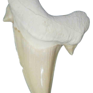 Genuine Eocene Age A Grade Otodus obliquu Shark Tooth for Sale from Morocco #20