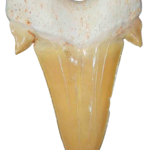 Genuine Eocene Age A Grade Otodus obliquu Shark Tooth for Sale from Morocco #21