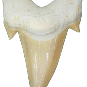 Genuine Eocene Age A Grade Otodus obliquu Shark Tooth for Sale from Morocco #22